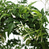 Scented Jasmine Planter