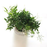 Scented Jasmine Planter