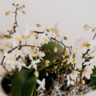 Wild Orchid Stone Planter