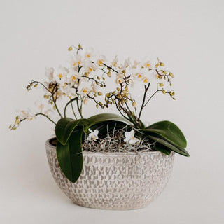 Wild Orchid Stone Planter