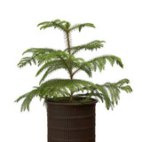 Ragna Rustic Pot