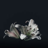 True Grace Manor Collection Black Lily Reed Diffuser