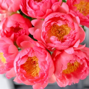 'Coral Sunset' Peonies En Masse