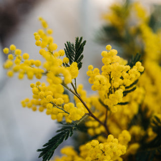 Mimosa Vase