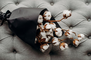 Dried Cotton Stems