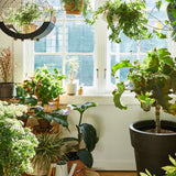 Decorating with plants (HB)