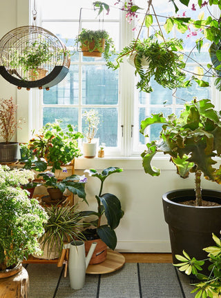 Decorating with plants (HB)
