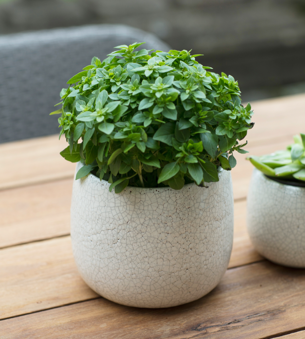 White ravello plant pot