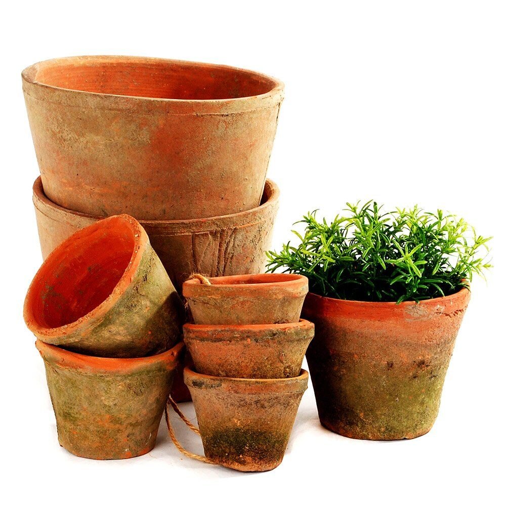 cactus plant pots uk Mossed Redstone Cactus Pots | Rustic Plant Pots