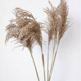 Natural Pampas Grass