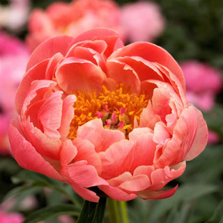 'Coral Sunset' Peonies En Masse