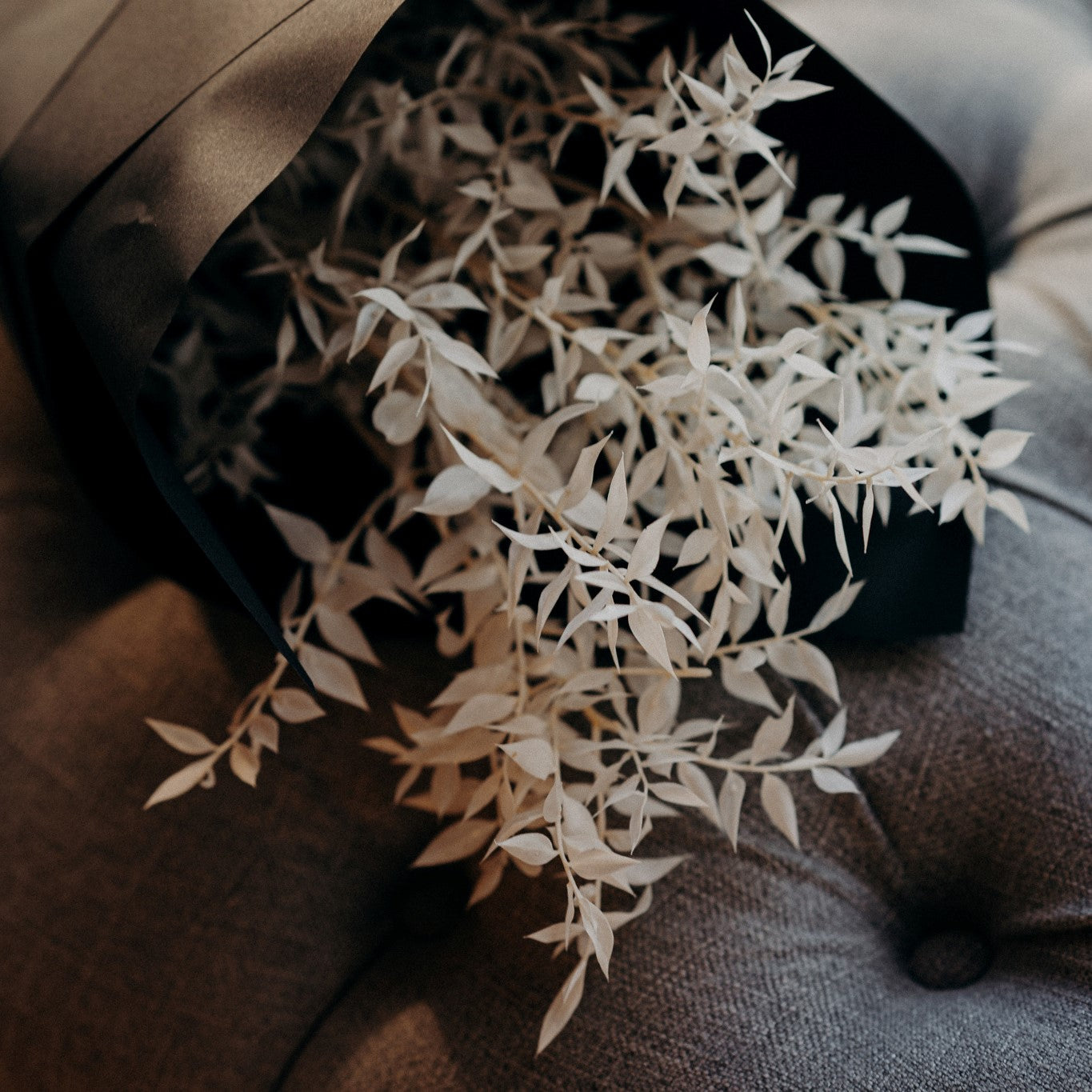 Bleached White Italian Ruscus preserved foliage with five elegant 65cm stems for dried flower arrangements and stylish neutral home décor.