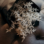 Bleached white Italian Ruscus dried foliage bunch with five preserved ivory stemsdécor.