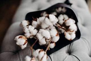 Dried Cotton Stems