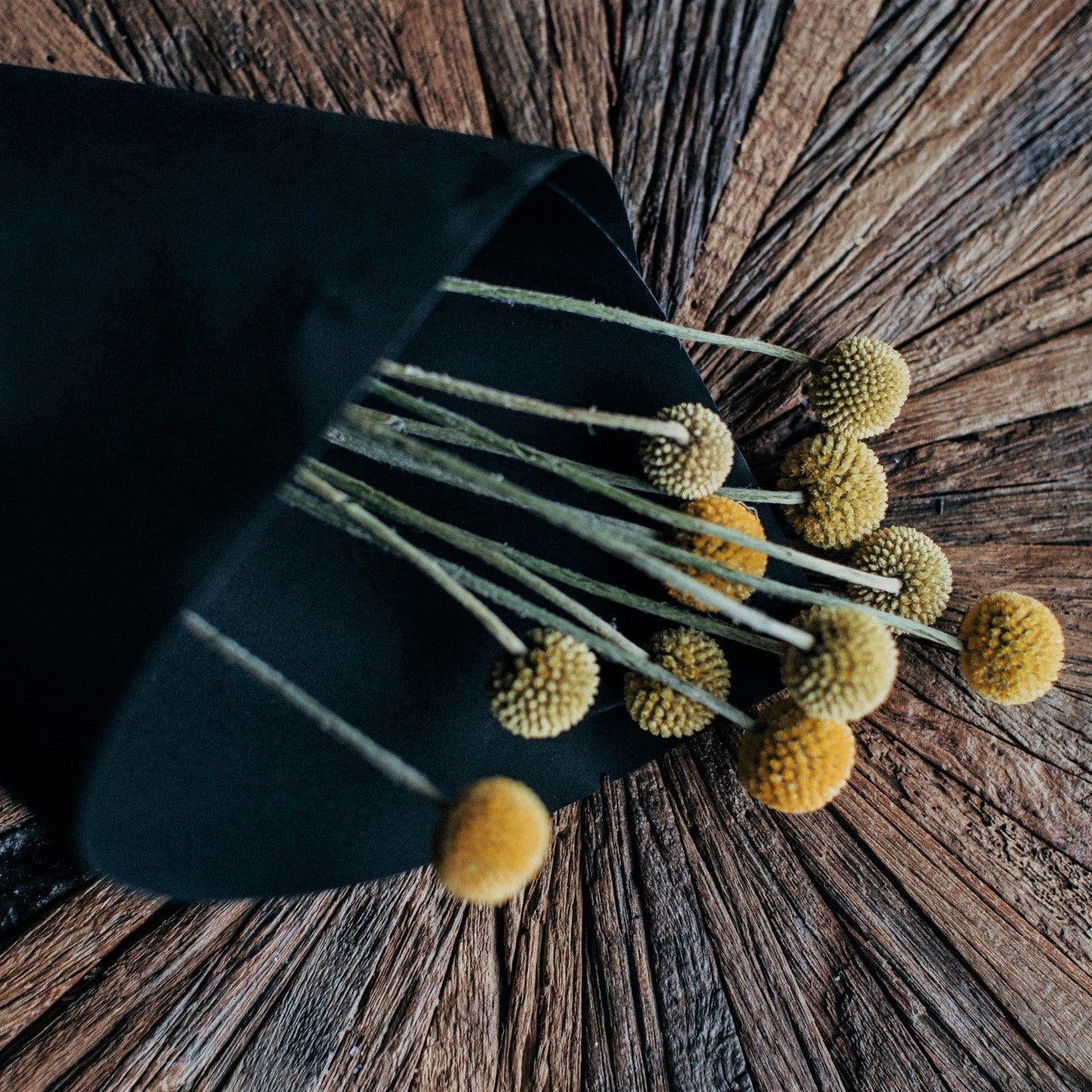 Bunch of 10 dried Craspedia Billy Buttons with bright golden-yellow flower heads, perfect for everlasting floral arrangements and modern home décor.