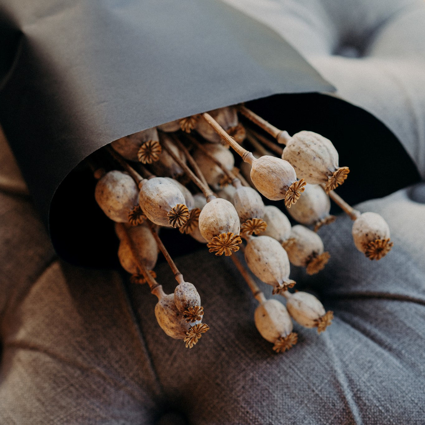 Natural dried Papaver poppy seed heads with sculptural pods on long stems, ideal for everlasting flower arrangements and rustic home décor.