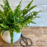 Boston Fern Planter