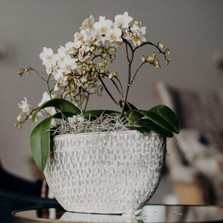 Wild Orchid Stone Planter