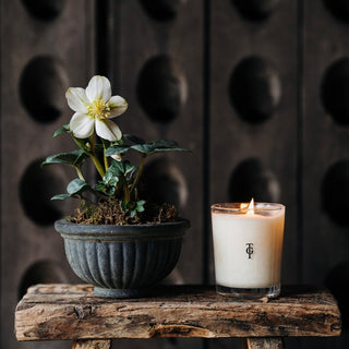 White Hellebore Planter & True Grace Blackcurrant Leaves Candle