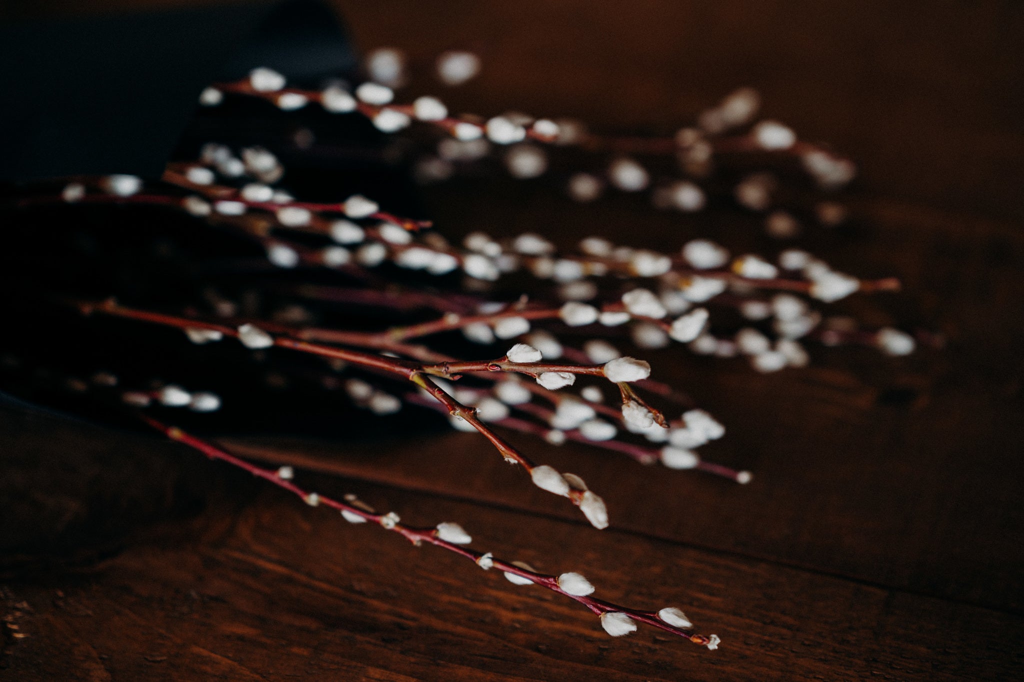 Bunch of 10 natural Pussy Willow stems approximately 100cm tall with soft silvery catkins