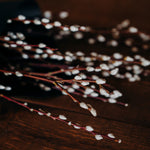 Bunch of 10 natural Pussy Willow stems approximately 100cm tall with soft silvery catkins