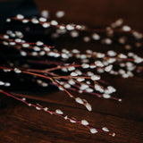 Bunch of 10 natural Pussy Willow stems approximately 100cm tall with soft silvery catkins