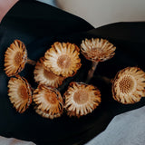 Dried Protea Compacta