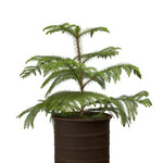 Ragna rustic metal outdoor planter with aged finish, decorative garden plant pot available in three sizes.